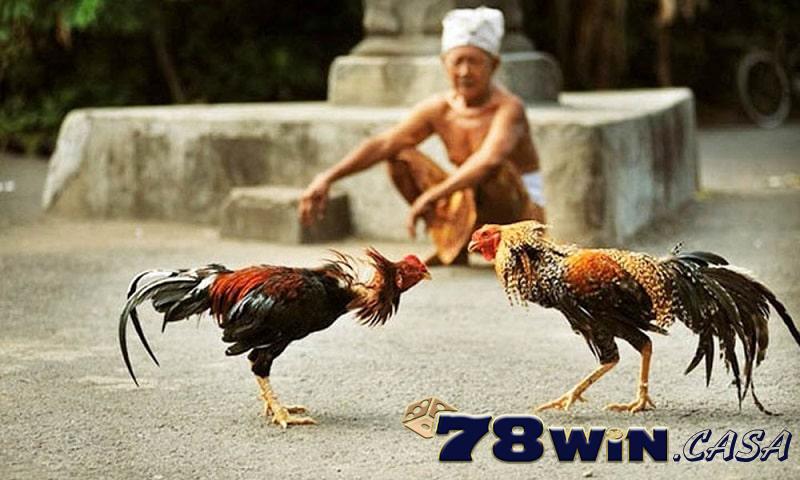 Luật đá gà miền Bắc mà anh em cần nắm rõ