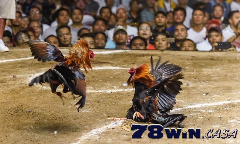 cách chơi đá gà