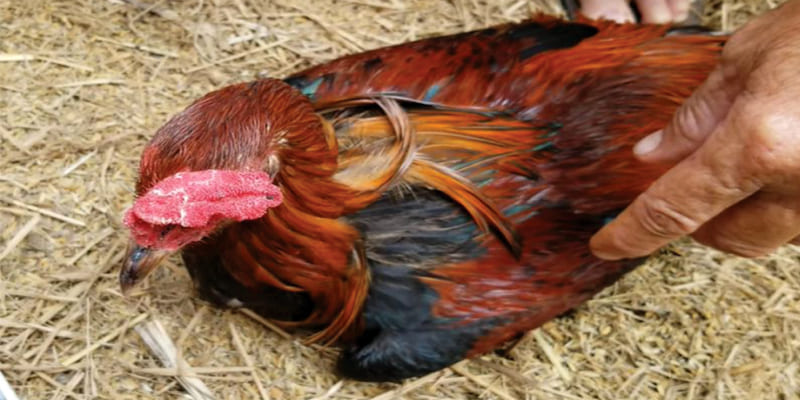 cách trị gà đá bị hóc
