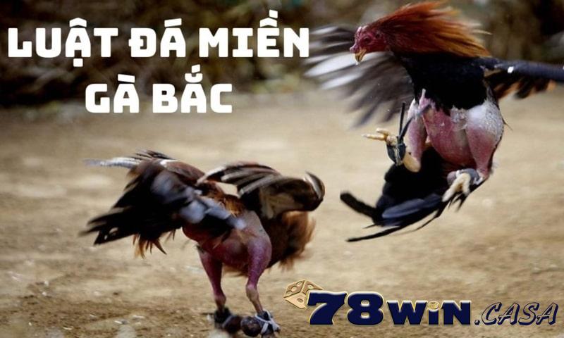 Thông tin chi tiết về luật đá gà miền Bắc