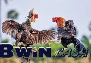 sảnh đá gà Indonesia 78win