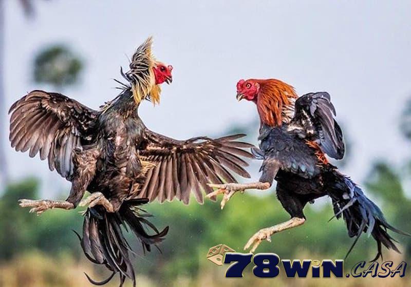 sảnh đá gà Indonesia 78win